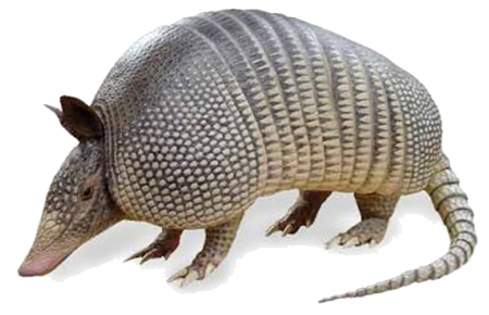 wild-armadillo