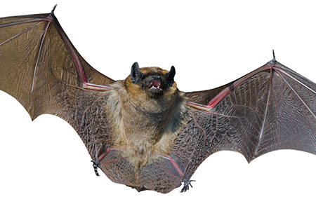 wild-bat