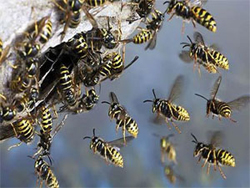 Wasps