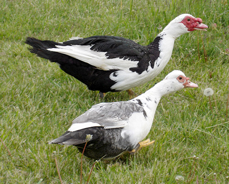 wild-muscovy-duck