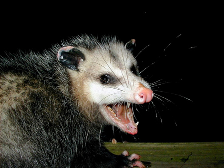 wild-opossum