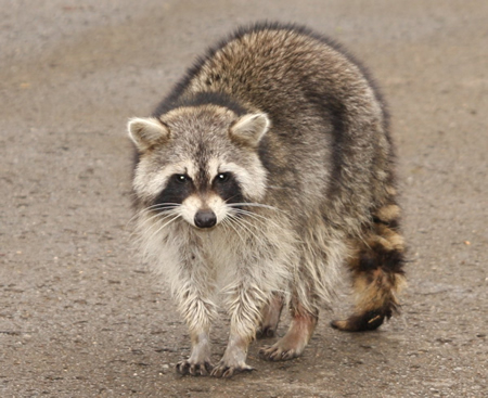 wild-raccoon