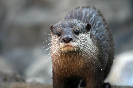 wild-river-otter