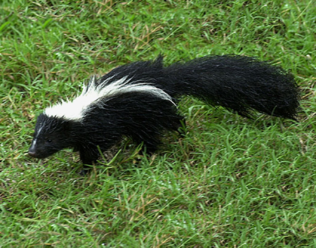 wild-skunk