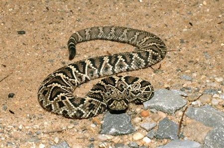 wild-snakes