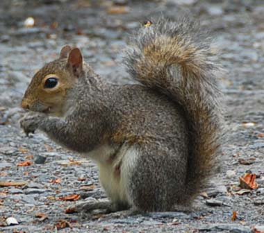 wild-squirrel